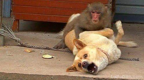 人拿着棒子打在水里的狗猜一成语_一棒子打死猪的gif图(3)