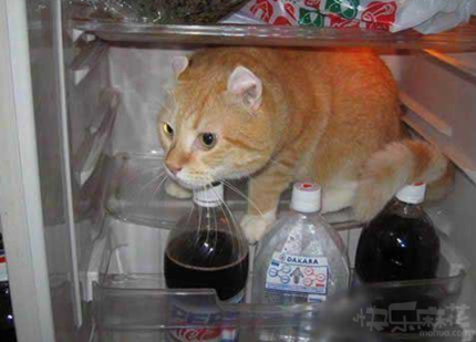 躲在冰箱里，主人就不会找到我了！！哈哈